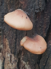 Deconica horizontalis