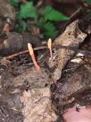 Cordyceps