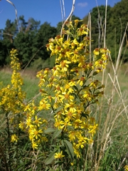 Solidago virgaurea virgaurea