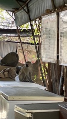 Chlorocebus pygerythrus pygerythrus