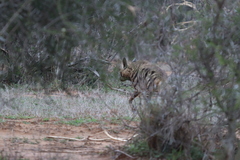 Hyaena hyaena dubbah