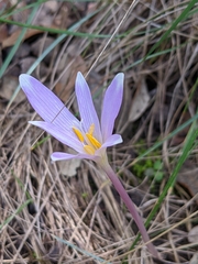 Colchicum longifolium