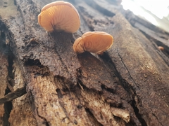 Deconica horizontalis