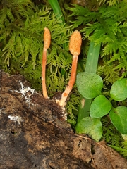 Cordyceps
