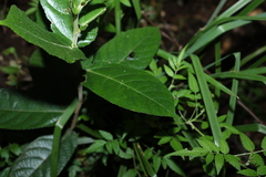 Ficus coronata