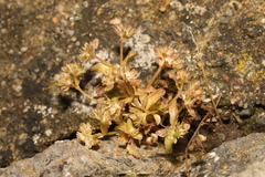 Valerianella locusta