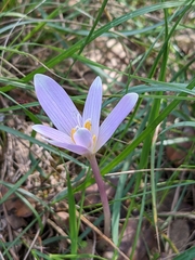 Colchicum longifolium