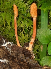 Cordyceps