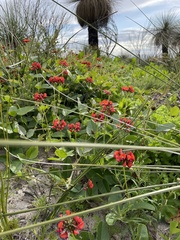 Kennedia coccinea