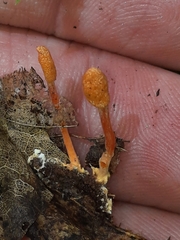 Cordyceps