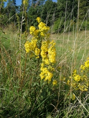 Solidago virgaurea virgaurea
