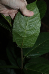 Ficus coronata