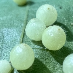 Caryomyia cilidolium