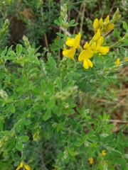 Genista stenopetala