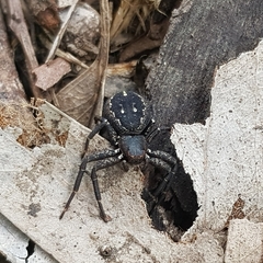 Tharpyna campestrata