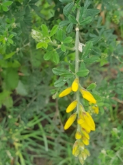 Genista stenopetala