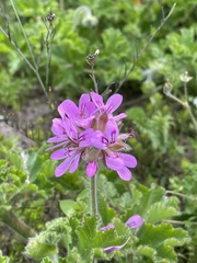 Pelargonium capitatum