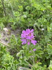 Pelargonium capitatum