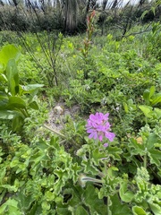 Pelargonium capitatum