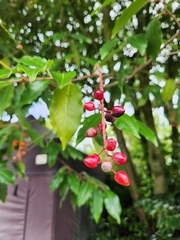 Prunus lusitanica