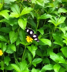 Hypolimnas misippus