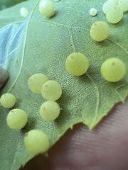 Caryomyia cilidolium
