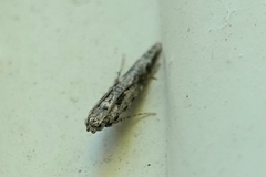 Batrachedra praeangusta