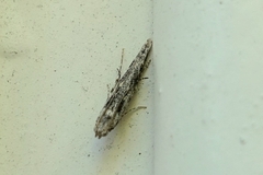 Batrachedra praeangusta