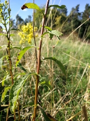 Solidago virgaurea virgaurea