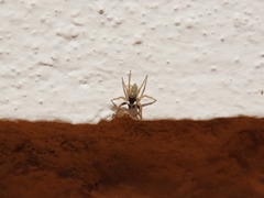 Menemerus semilimbatus