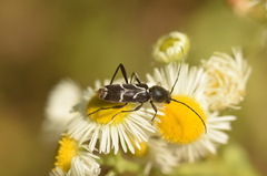Chlorophorus sartor