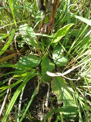 Solidago virgaurea virgaurea
