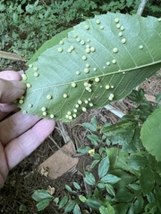 Caryomyia cilidolium