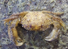 Rhithropanopeus harrisii