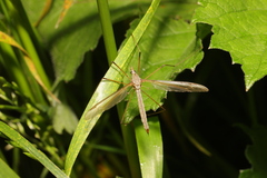 Tipula oleracea