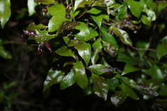 Elaeocarpus obovatus