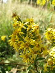 Solidago virgaurea virgaurea