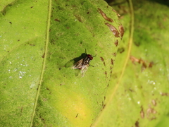 Musca autumnalis