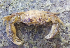 Rhithropanopeus harrisii