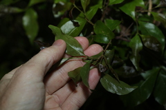 Elaeocarpus obovatus