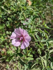 Althaea cannabina
