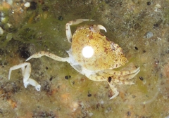 Rhithropanopeus harrisii