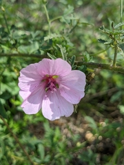 Althaea cannabina