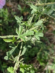 Althaea cannabina