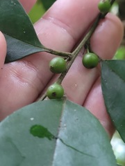 Ilex ficoidea
