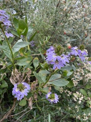 Scaevola