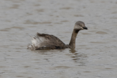 Poliocephalus poliocephalus