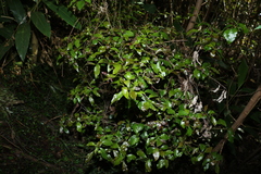 Elaeocarpus obovatus