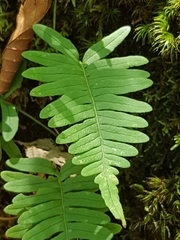 Polypodium virginianum