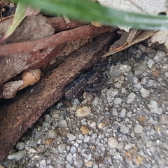 Tharpyna campestrata